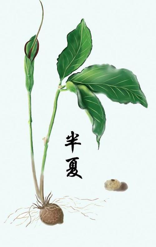 醫(yī)學(xué)生手繪中草藥圖走紅網(wǎng)絡(luò):畫(huà)黑蝎子花十幾小時(shí)