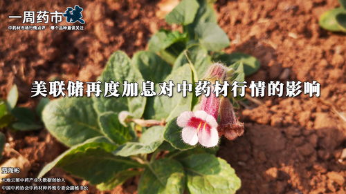 美聯(lián)儲(chǔ)再度加息對(duì)中藥材行情的影響