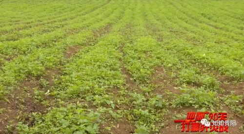 開(kāi)陽(yáng) 中藥材種植帶動(dòng)村民致富